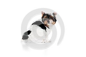 Smart pet. Studio image of cute little Biewer Yorkshire Terrier, dog, puppy, posing over white background. Concept of