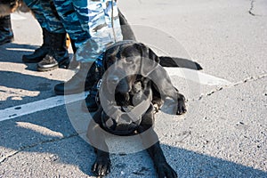 Smart police dog on duty