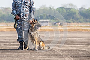 Smart police dog sitting outdoors. Brown German Sheepdog Sitting On Ground