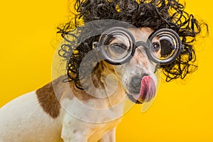 Smart professor nerd dog portrait in black curly wig and glasses. Licking muzzle. Funny pet. Yellow background