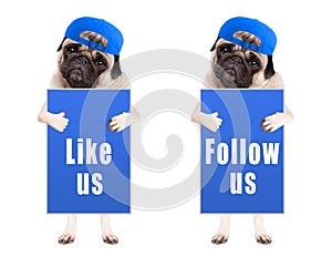 Smart pug puppy dog with blue follow us and like us sign and wearing blue cap, isolated on white background