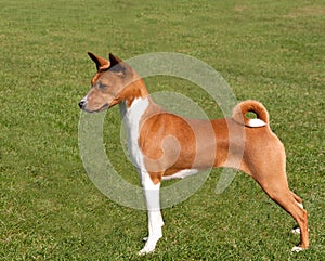 Smart red dog standing to attention