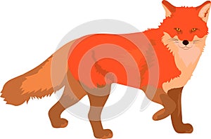 Smart red fox stepping walking and watching