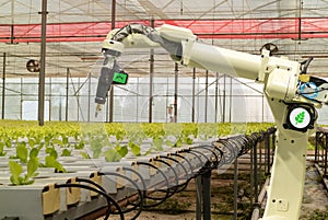 Smart robotic in agriculture futuristic concept, robot farmers automation must be programmed to work to spray chemical,fertilize