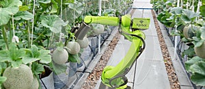 Smart robotic in agriculture futuristic concept, robot farmers automation must be programmed to work to spray chemical,fertilize