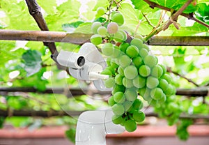 Smart robotic farmers grape in agriculture futuristic robot automation to work increase