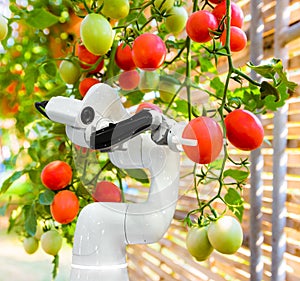 Smart robotic farmers harvest in agriculture futuristic robot automation to work technology