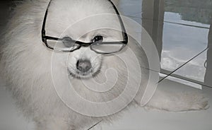 Smart Spitz dog wearing glasses