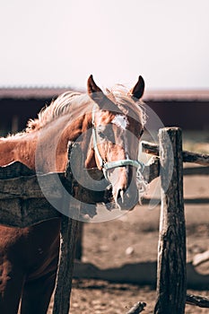 A smart thoroughbred stallion stands behind a fence on a horse farm in the village. Portrait of a beautiful red horse with a white