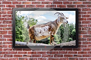 Smart TV With Brown And White Pet Goat Wallpaper - Brick Wall In Background