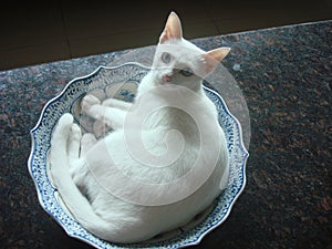 Smart white cat