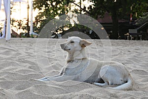 A smart white dog lies on the sand with a smart look and dignity sphinx