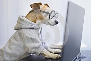 Smart working dog using computer typing on laptop keyboard.