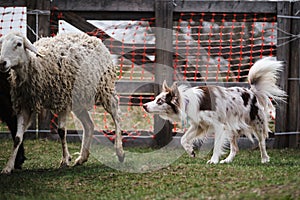 The smartest breed in the world. Red Merle fluffy border collie learns to herd a flock of sheep in a pen. Sports standard for dogs