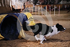 Smartest and fastest dog in the world. Agility competitions. Black and white border collie quickly runs out of tunnel and sand