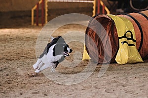 Smartest and fastest dog in the world. Agility competitions. Black and white border collie quickly runs out of tunnel and sand