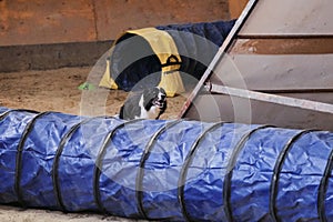 Smartest and fastest dog in the world. Agility competitions. Black and white border collie quickly runs out of tunnel and sand