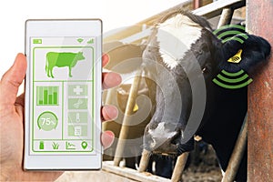 Smartphone app reading dairy cows data tag agritech concept photo
