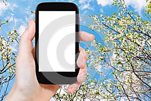 Smartphone and blossoming cherry tree and blue sky