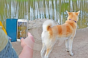 Smartphone in hands of woman photographing dog