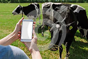 Smartphone mockup in female hands. Against the background of cows and the sky and green grass