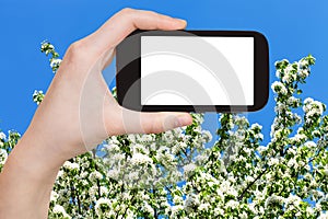 Smartphone and spring blossoming tree and blue sky