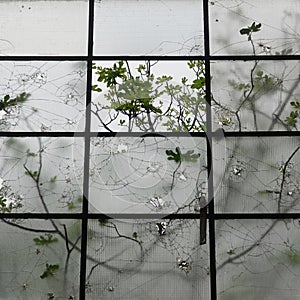 smashed windows broken glass and fig tree branches nature fragments