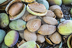 Smashing almond with stone, pouring almonds, eating almonds is good for health, natural almonds, dry almond seeds