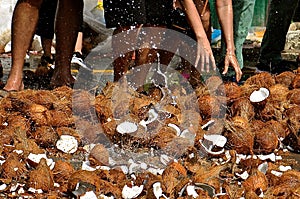 Smashing coconuts at Thaipusam photo