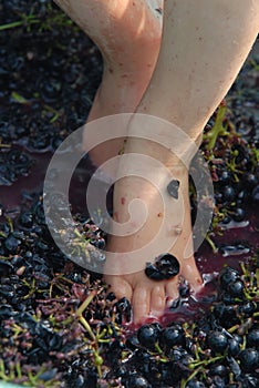 Smashing grapes