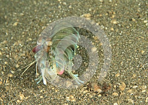 Smashing mantis shrimp