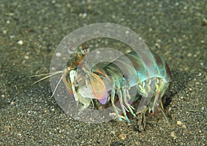 Smashing mantis shrimp