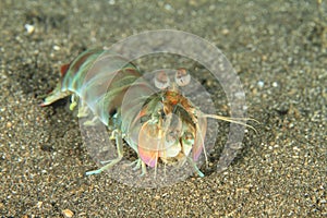 Smashing mantis shrimp