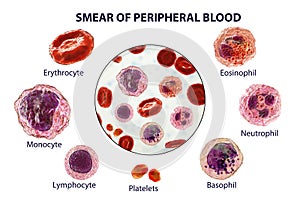 Smear of peripheral blood, 3D illustration