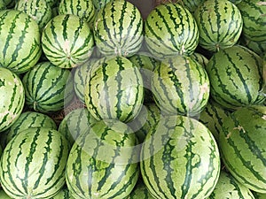 Smearbak Manis: Picking the Delights of Fresh Watermelon