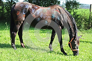 Smeared  horse with colored paint in the summer children`s camp