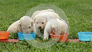 Smeary labrador retriever puppies finish eating