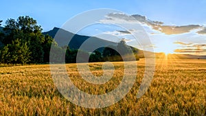 Sunset at the field of barley