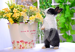 Smell the flowers-Pet rabbit