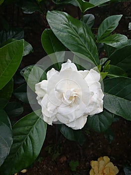 Smell good white rosal flower photo