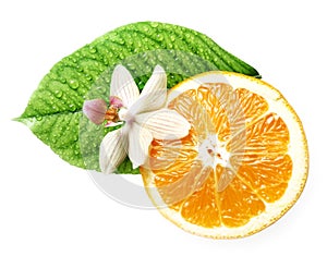 Smell of tropical fruit orange and flower isolated
