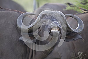 Smelling buffalo