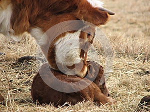 Smelling the Newborn Calf