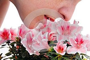 Smelling pink Azalea flowers