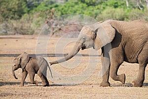 Smelling with trunk