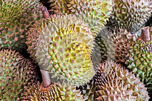 Smelly fresh durian fruit. Bangrak market on Koh Samui, Thailand