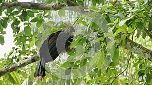 The smelly turkey. Limoncocha National Biological Reserve in Ecuador, South America. Rainforests of the Amazon basin.