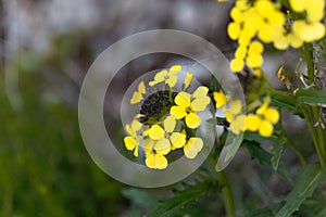 Smelly wallflower Erysimum odoratum