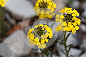 Smelly wallflower Erysimum odoratum