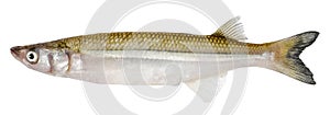 Smelt fish isolated on white background photo